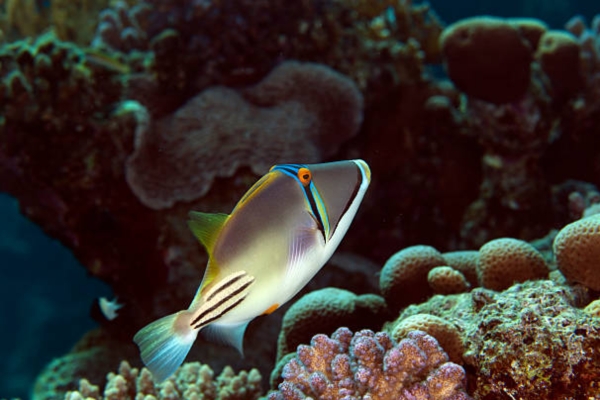Triggerfish