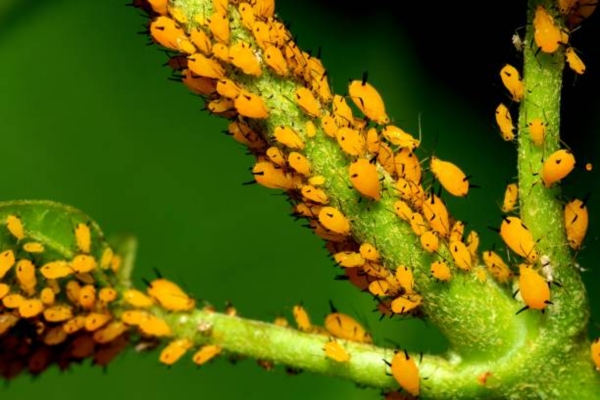 Aphids