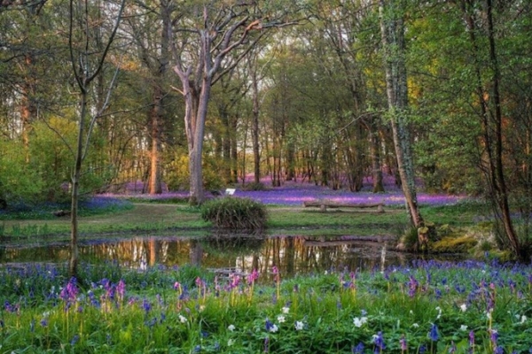 Arlington Bluebell Walk & Farm Trail