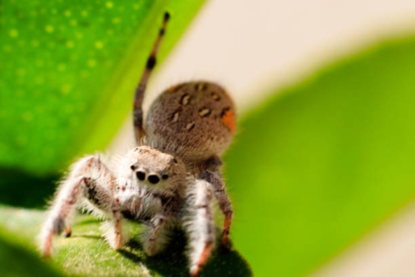 Asemonea Tanikawai