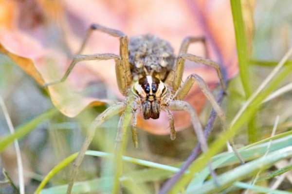 Assamonia Virginia