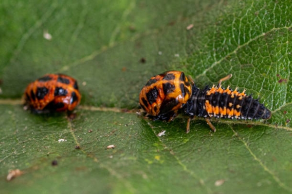 Beetles