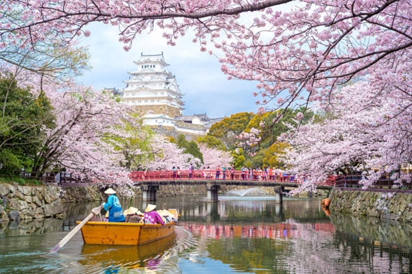 Cherry Blossom