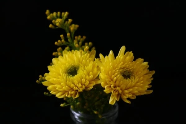 Chrysanthemum