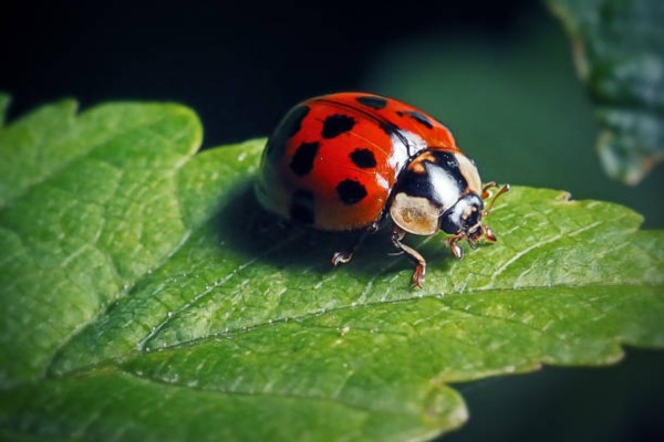Coccinellidae