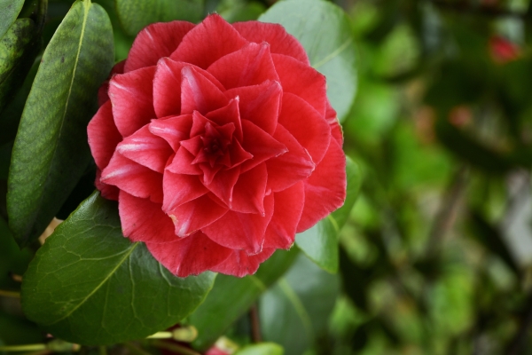 Common Camellia