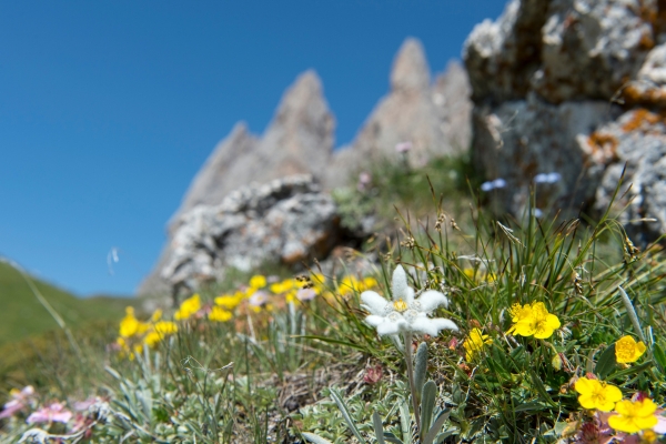 Edelweiss
