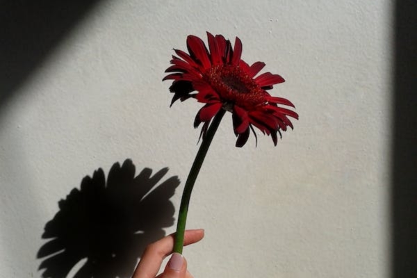 Gerbera