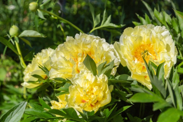 Itoh Hybrid Peonies