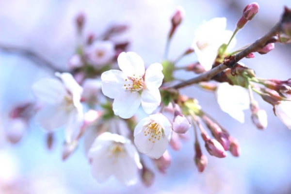 Japanese Art of Flower