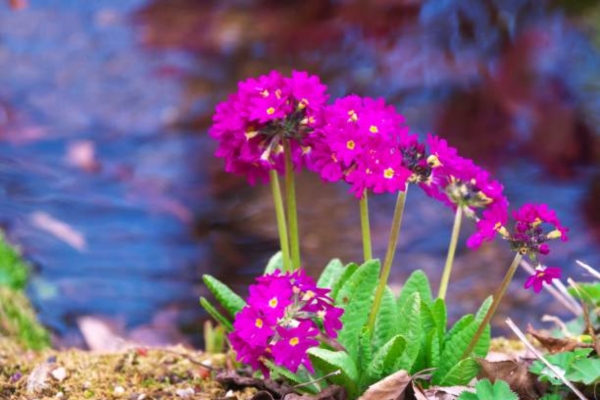 Japanese Primrose