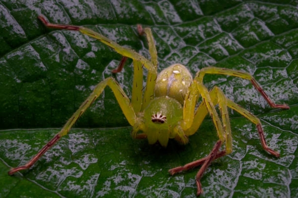 Jumping Spider