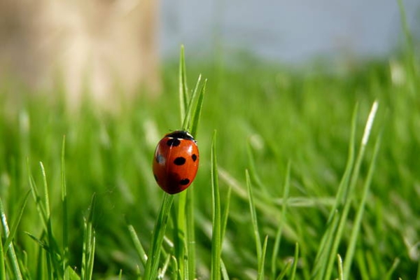 Ladybeetal Mansoon
