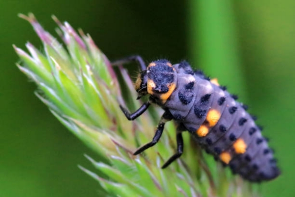 Ladybeetle Larvae