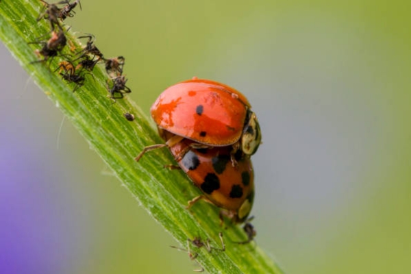 Ladybird Spot