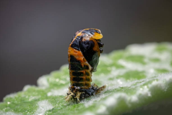 Ladybug Beetles
