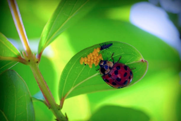 Larvae