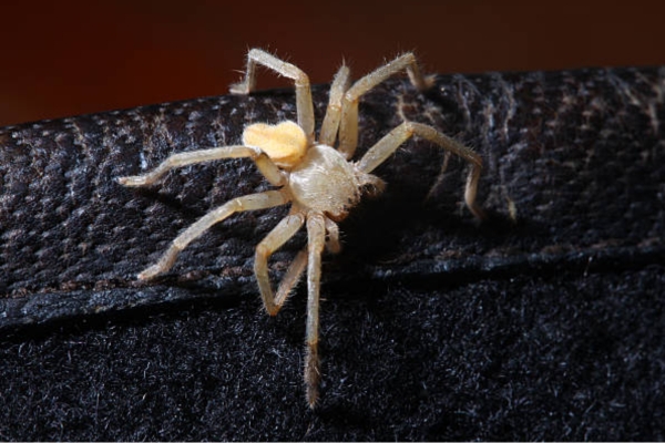 Laterigrade Foot spider