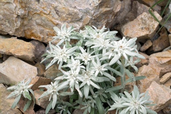 Leontopodium Nivale