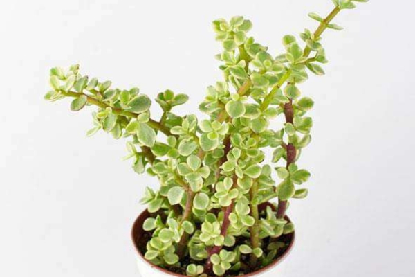 Lucky Variegated / Variegated Elephant Bush Plant