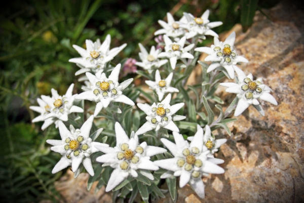 Nivale Flower