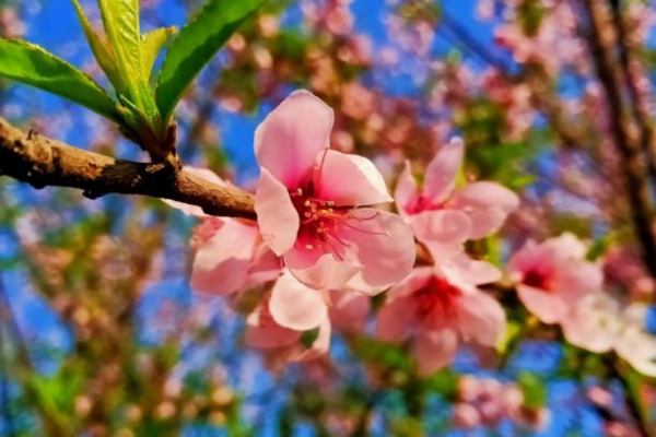 Peach Blossam