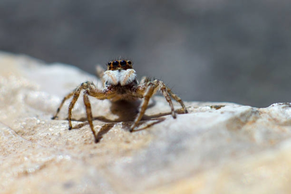 Salticoda Spider