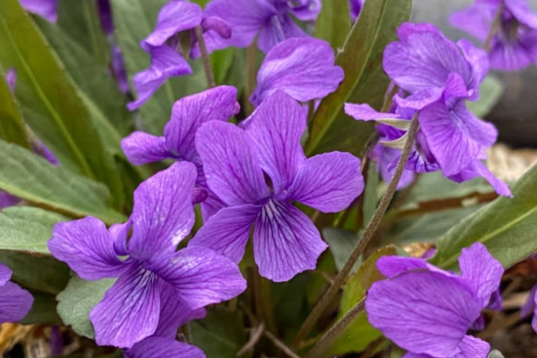 Viola Mandshurica