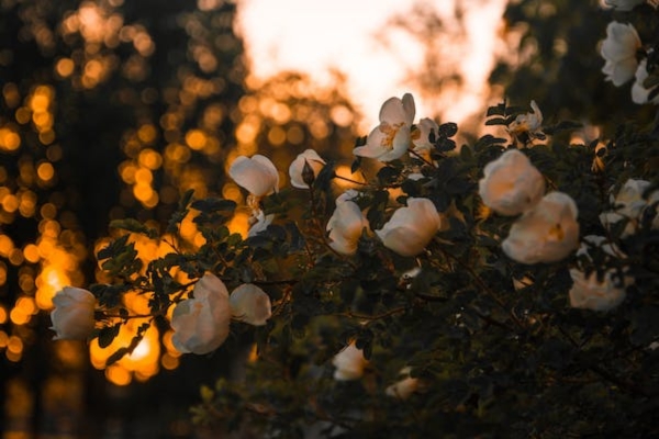 White Roses