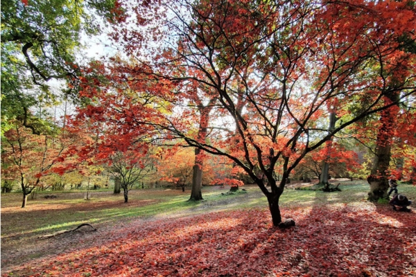 Winkworth Arboretum