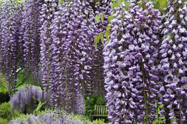 Wisteria Floribunda