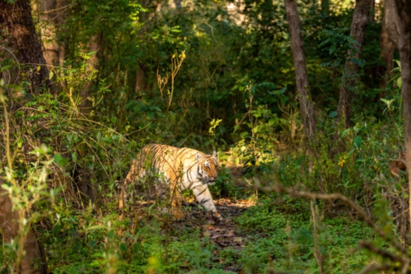 Dudhwa National Park