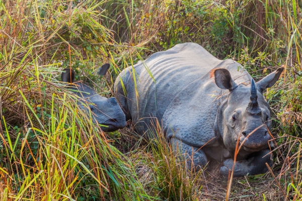 Kaziranga National Sanctuary