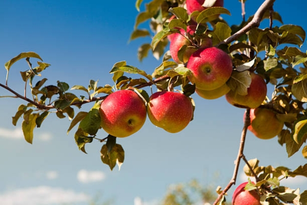 Apple Orchard