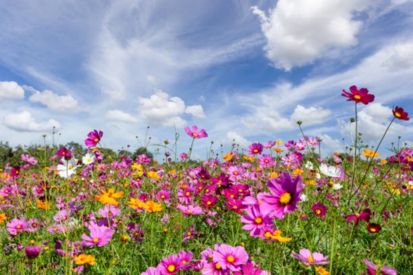 Beautiful Wild Flowers