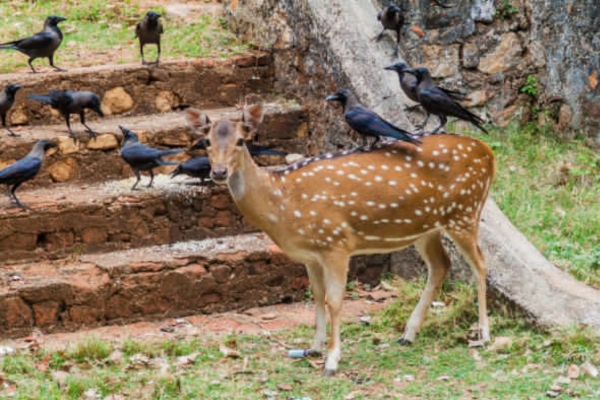 Nahargarh Biological Park