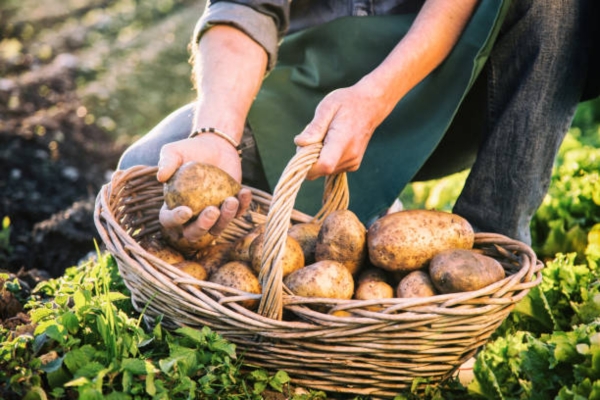 Potato Fields