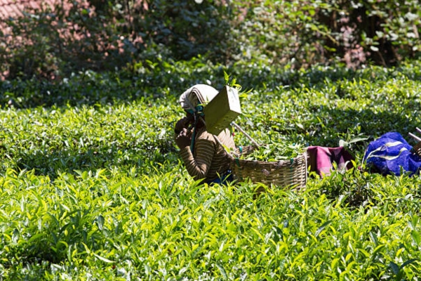 Coonoor Tea Garden