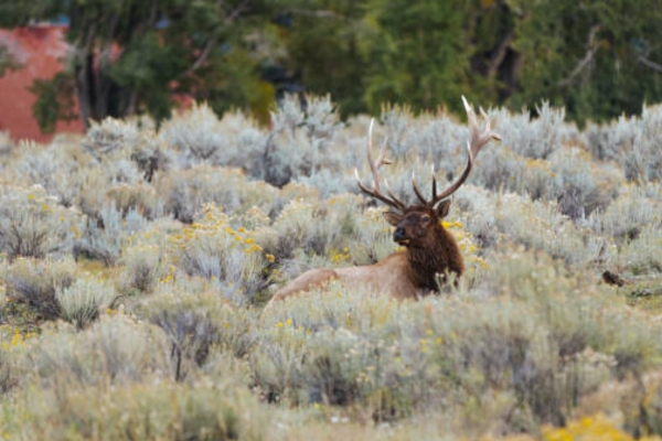 Elk hill