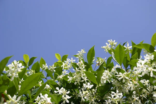Jasmine Garden