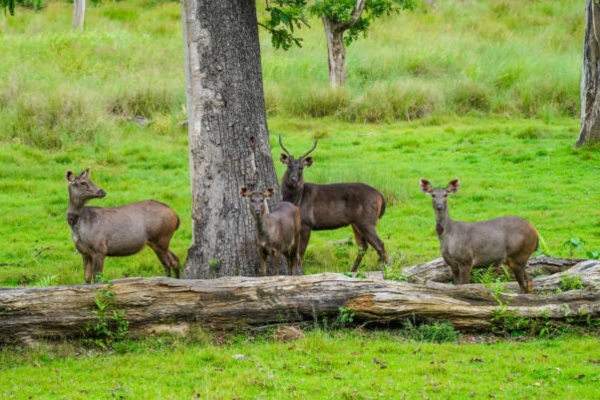 Muthanga Wildlife Sanctuary
