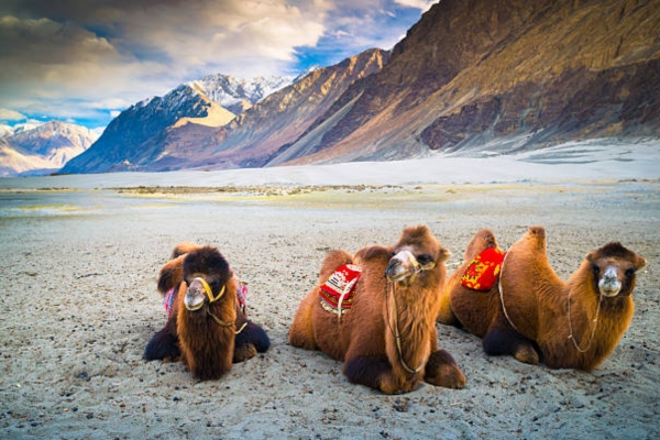 Nubra Valley