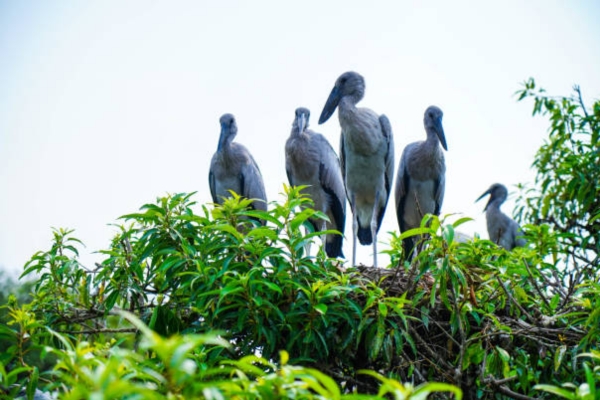 Pakshipathalam Bird Sanctuary