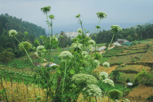 Yelagiri Herbal Garden